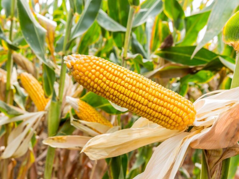 Perspectiva 2024 – Milho