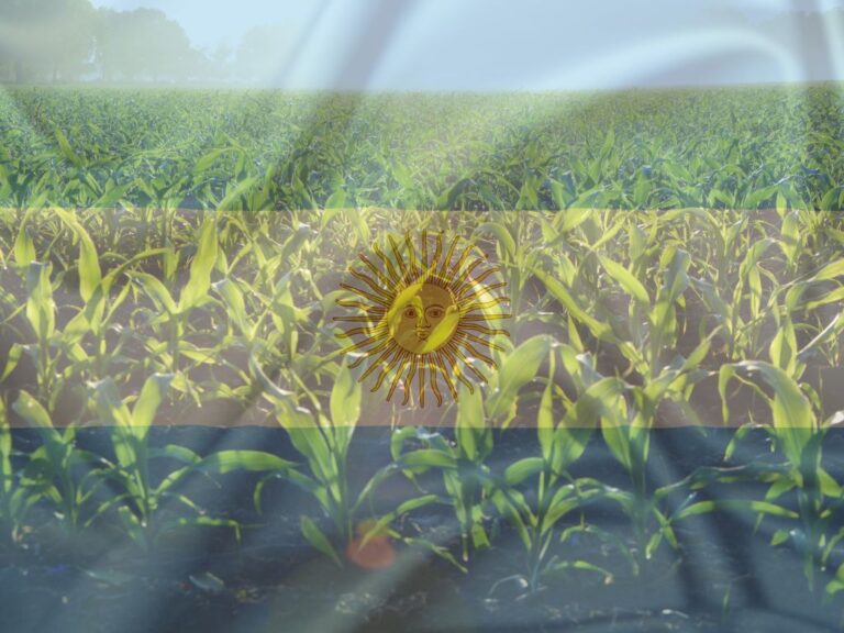 Argentina: plantio de milho chega a 95%