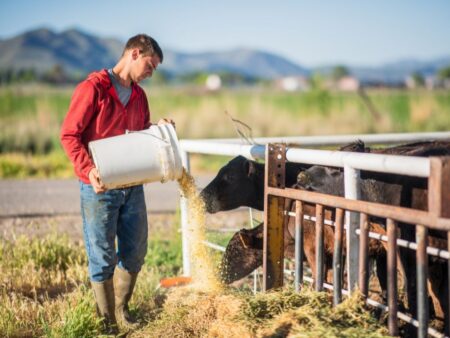 Pecuaristas tentam forçar reação do boi