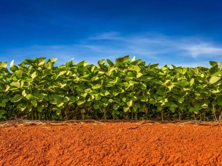 Soja: estimativa de produção brasileira é reduzida pelo USDA