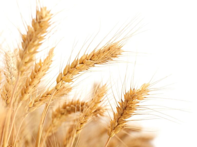 Trigo: por que os preços estão elevados?