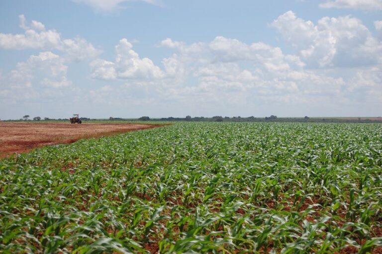 Safrinha vai bem, o que pressiona ainda mais as cotações