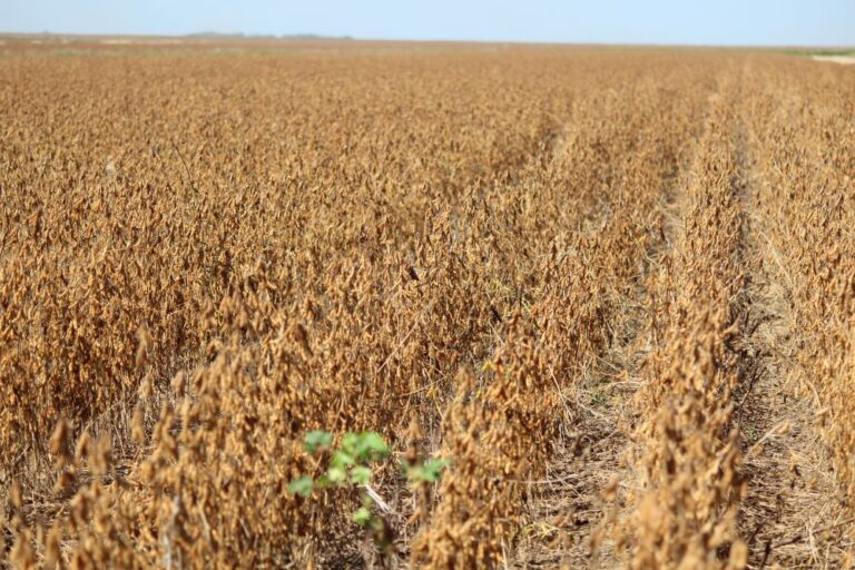 Soja: expectativa para o relatório do USDA sobre o tamanho da safra brasileira
