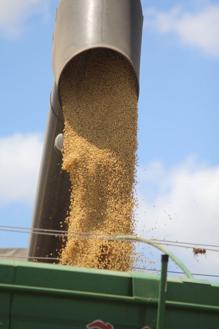 Soja: tendência de baixa nos embarques e China se mostra cautelosa nas compras