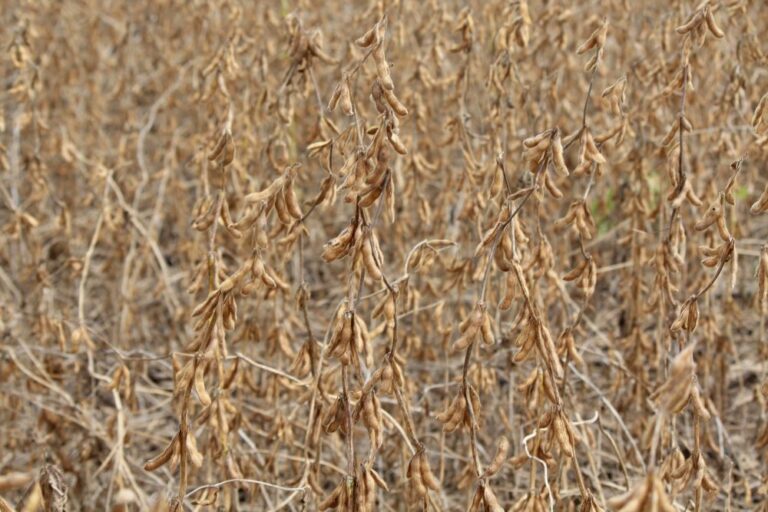 Soja: em 2023, o 17º ano de renda positiva ao produtor. 2024 depende da produtividade