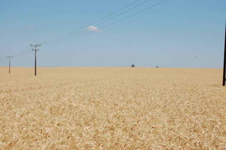 Preços do trigo abaixo da paridade de exportação e produtores precisam vender