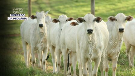 Cotação do boi em queda