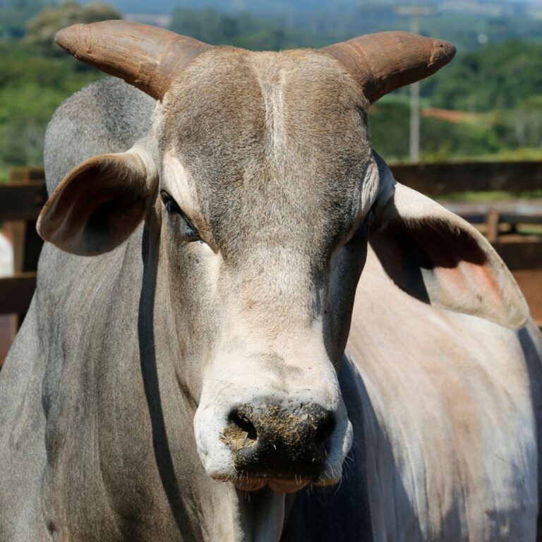 Boi gordo reage após duas semanas de quedas