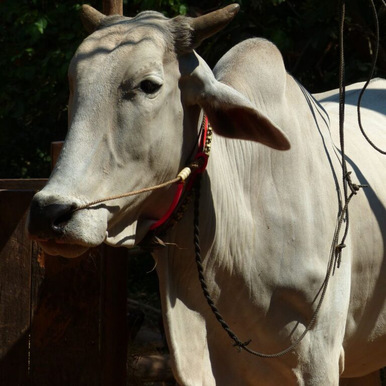 Ressaca de carnaval não afeta recuperação do boi gordo em São Paulo