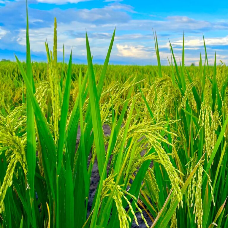 Arroz em queda: veja os motivos