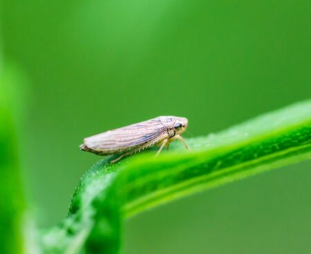 Infestação de cigarrinha-do-milho cresce 200%