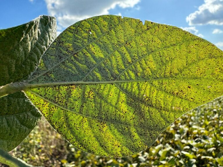 Aprosoja Brasil: 2023/2024, uma safra para esquecer