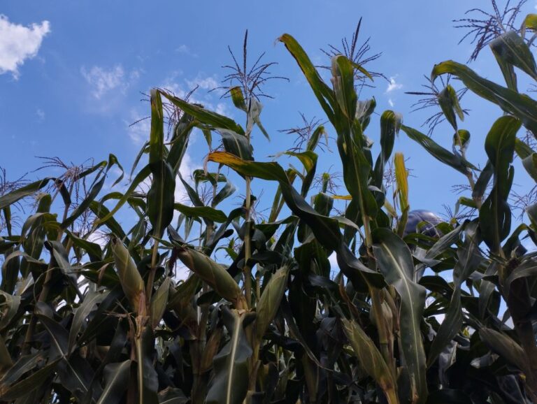 Preço do milho encolhe 40% em um ano no MT