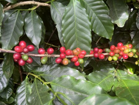Granizo e geadas ameaçam produção de café
