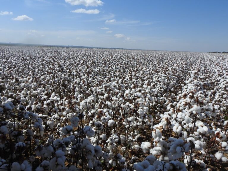 Fertilizantes aumentam o custo de produção do algodão no MT