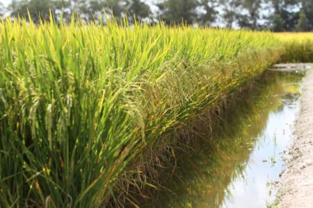 Arroz 24/25: estimativa de mais área, mais produtividade e mais produção