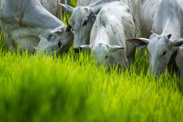 Preços do boi seguem sustentados, e destaque para a boa demanda dos embarques