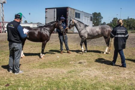 Expointer terá o total de 3.458 animais para julgamento