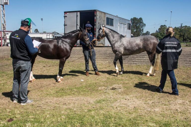 Expointer terá o total de 3.458 animais para julgamento