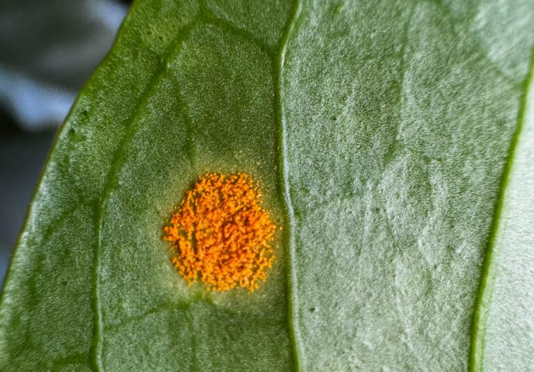 Novos biofungicidas são lançados no Brasil