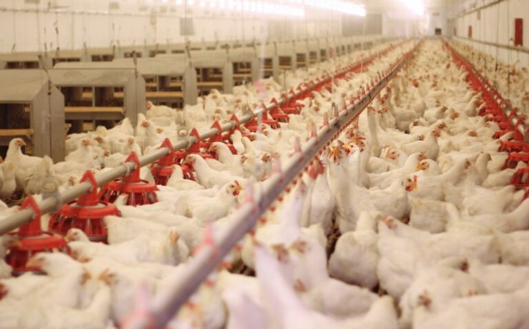 Exportações de frango tendem a aumentar em 2024, avalia a ABPA