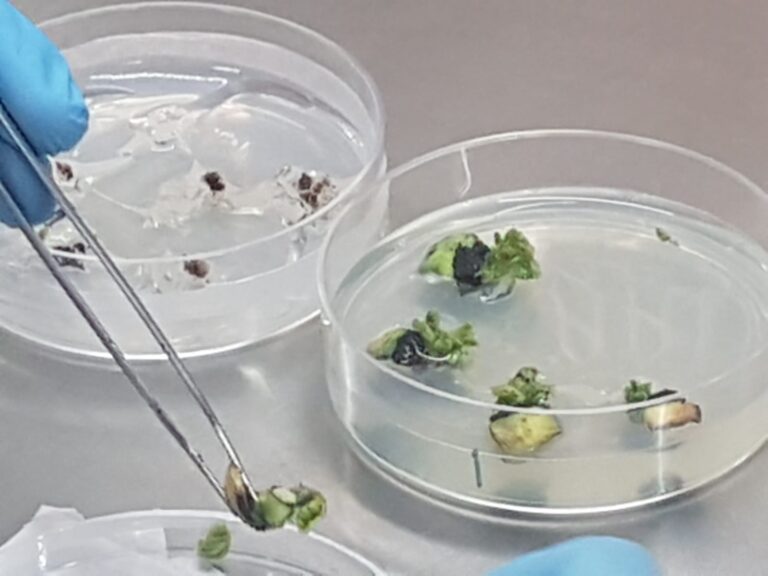 Simpósio debate os gargalos da sanidade de sementes