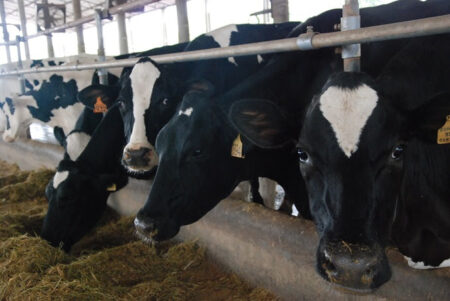 Cooperativa paranaense atinge a marca de 1 milhão de litros de leite por dia