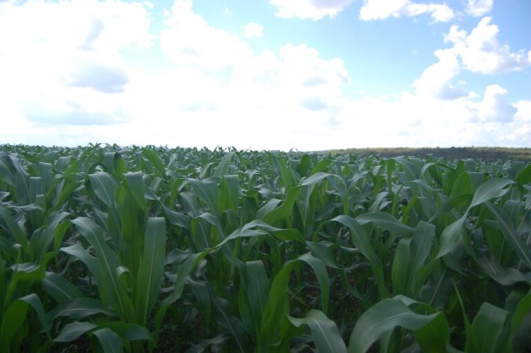 Área do milho encolhe 7,31% no Mato Grosso