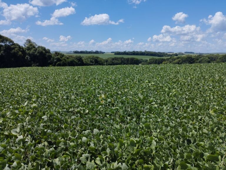 RS recebe R$ 210 milhões para o seguro rural a beneficiar 22 mil agricultores