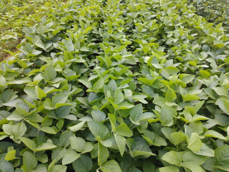 Soja: semana de relatório de oferta e demanda do USDA. Vai ter surpresa?