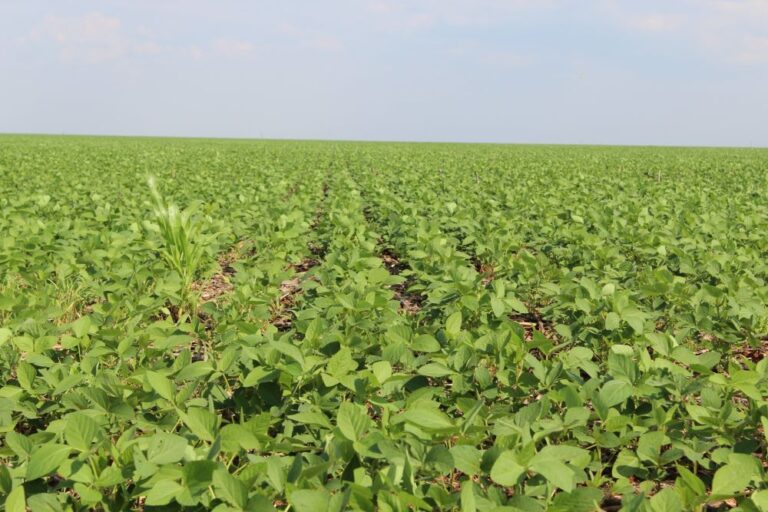 Valorização do dólar eleva cotação da soja