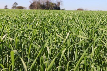 Plantio do trigo se encaminha para o final no RS