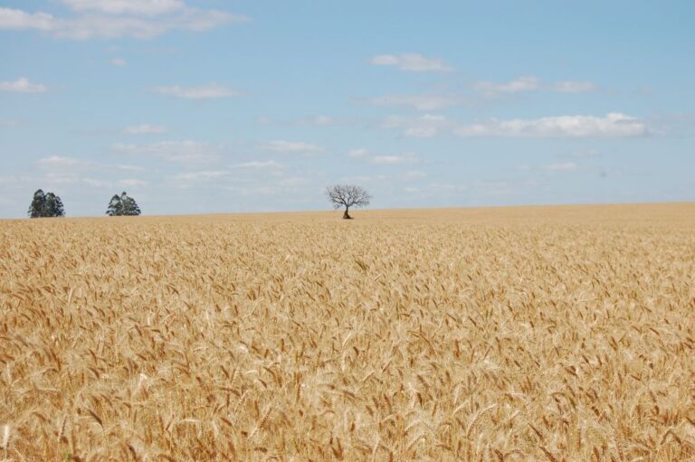 Mercado do trigo segue com negócios lentos