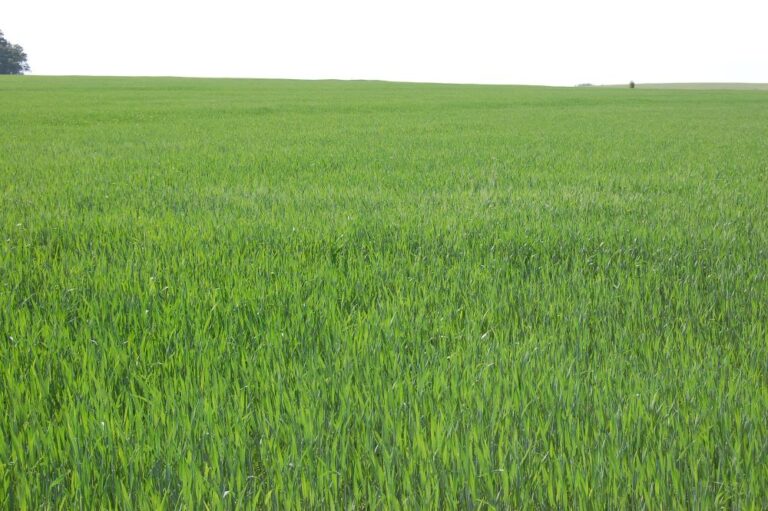 Trigo: escassez de oferta leva compradores a negócios pontuais