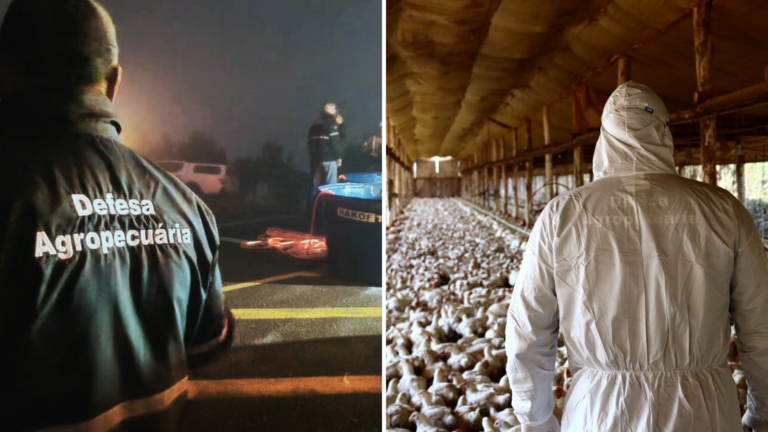 Mobilização total no RS pelo fim do foco de Newcastle