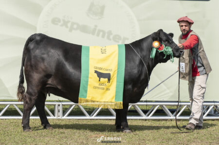 Os campeões Angus de argola da Expointer 2024