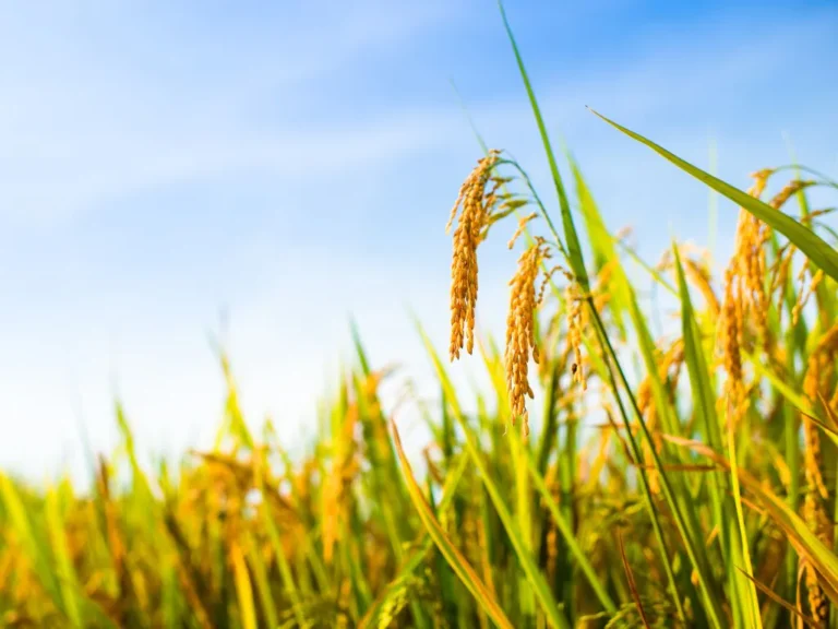 Exportações mantêm arroz com preços firmes