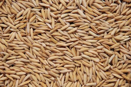Cotação do arroz no RS está 34% mais alta que um ano atrás