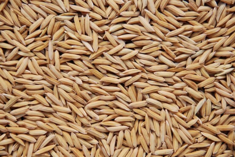 Cotação do arroz no RS está 34% mais alta que um ano atrás