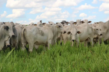 Boi gordo em tendência de firmeza e até alta nas cotações