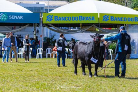 Brangus comemora na Expointer 45 anos com programação especial para ‘gurizada’