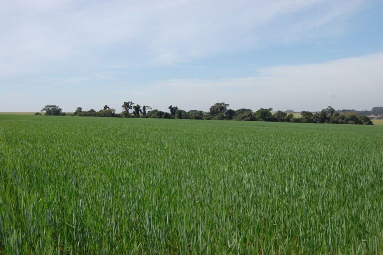 Previsão de frio para os próximos dias no Rio Grande do Sul