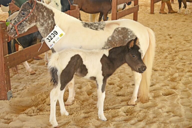 Expointer tem aumento na participação de algumas raças