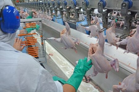 Projeções otimistas para consumo e exportações de carnes de frango e suína em 2024 e também 2025