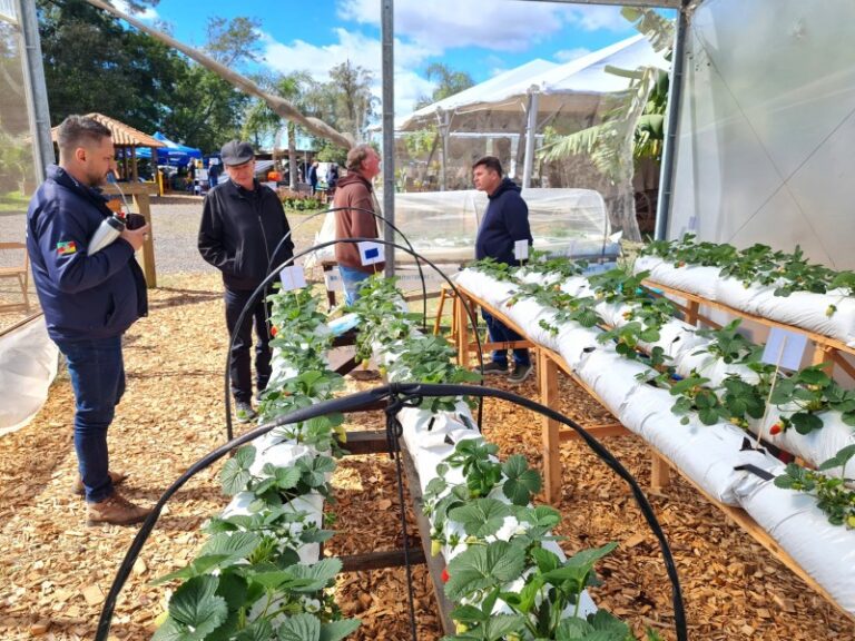 Boas práticas da fruticultura na Expointer