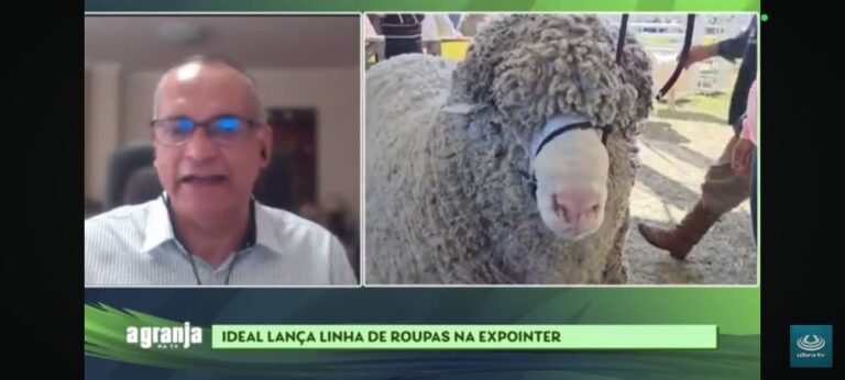90 anos da raça ovina Ideal com lançamento de coleção de roupas na Expointer