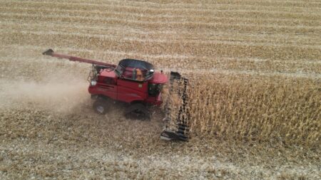 Milho: colheita da safrinha adiantada, enquanto exportações seguem lentas
