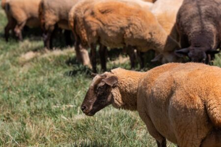 Ovinocultura vai pagar menos impostos em Santa Catarina