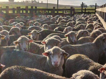 Do campo ao guarda-roupa: Ideal lança na Expointer linha de roupas de lã pura