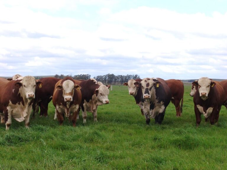 Escalas de abates apertadas garantem boa alta para o boi